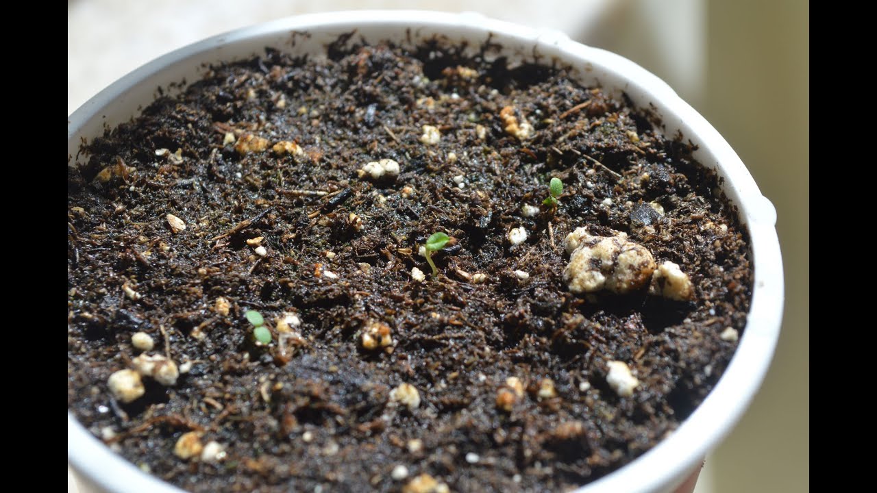 Germinated Strawberry plants (View in HD) YouTube