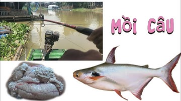 Mồi Câu Vồ Đém Siêu Nhạy, Chống Móm, Câu là có.