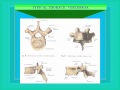 01-Thorax anatomy  -thoracic vertebrea  الدكتور احمد كمال