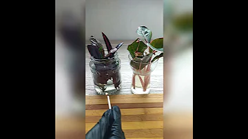 Вы ни за что не догадаетесь, зачем спички для комнатных растений