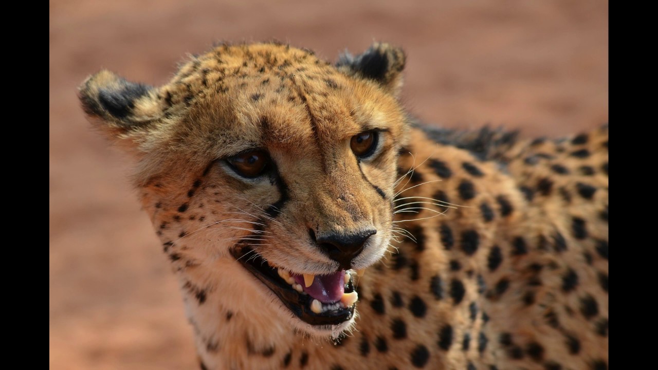Cheetah Sound Effect - YouTube