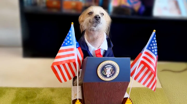 Funniest Pet Videos Ever