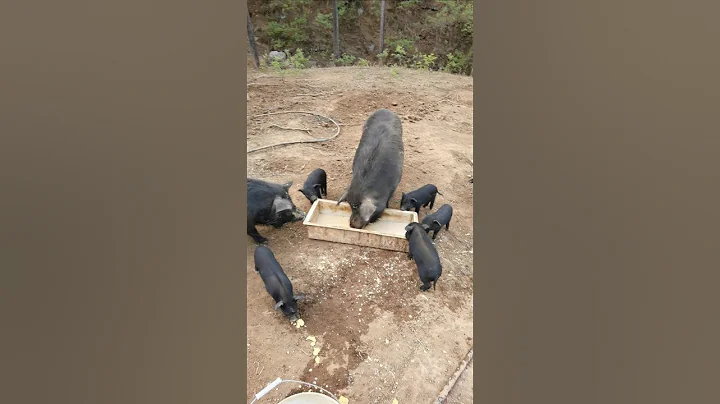 Give Mother Pig Some Foods 🐗⛰️ #pig #boar #hog #viral #animal #wildpig #wildboar #wildlife #farmlife