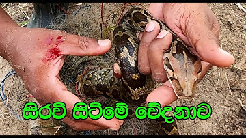 Baby python caught in the fishing net