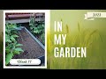 In My Garden || 2023 || Week 17