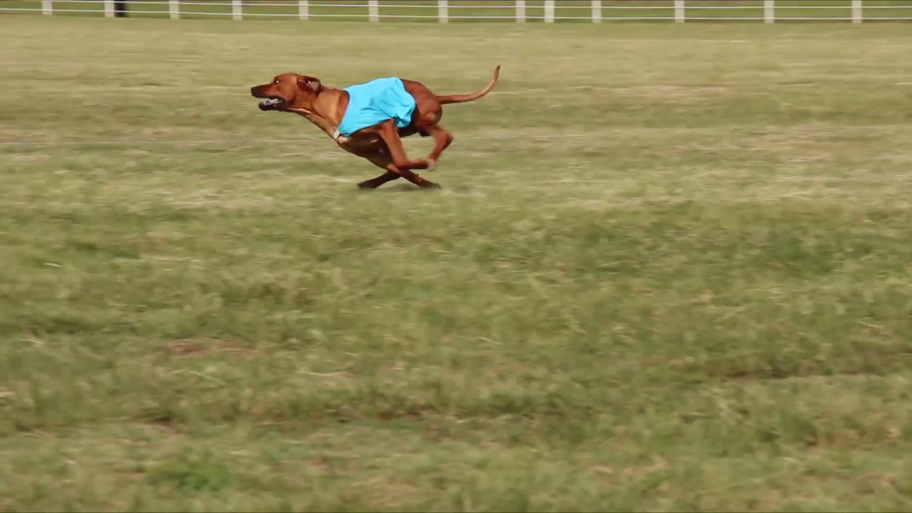 coursing ridgeback