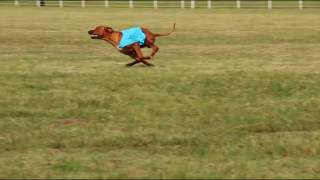 Rhodesian Ridgeback Lure Coursing