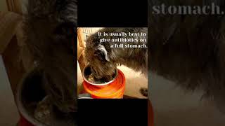 Giving Medicine to Your Dog by Gimme 5 Dog Training with Serendipity Sighthounds 33 views 5 months ago 1 minute, 46 seconds