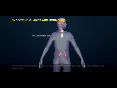 Endocrine Glands and Hormones