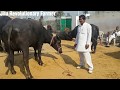 मुर्रा भैंस को कैसे पहचाने. MURRAH Buffalo Characteristics
Learn from Sh.Pawan sir owner ARJUN bull.