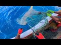 HUGE HAMMERHEAD SHARK CAUGHT IN MY LOBSTER NET