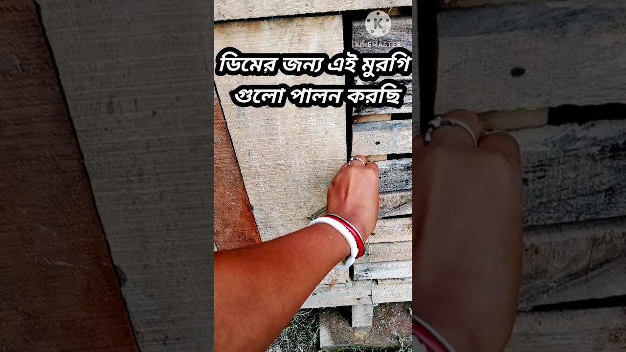 🐣মুরগীদের সকালে ছুটি- মুক্ত বাতাসে দৌড়🌿#shorts #shortvideo #shortsfeed #pets #chicken #birds