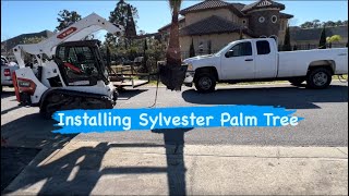 Installing diamond cut "Sylvester Palm Tree" in Florida