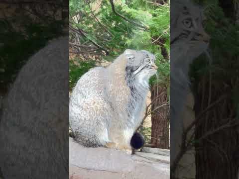 #shorts アブちゃんお向かいのミカゲくん(カモシカ)見てる? マヌルネコ 那須どうぶつ王国にて 2026年3月29日