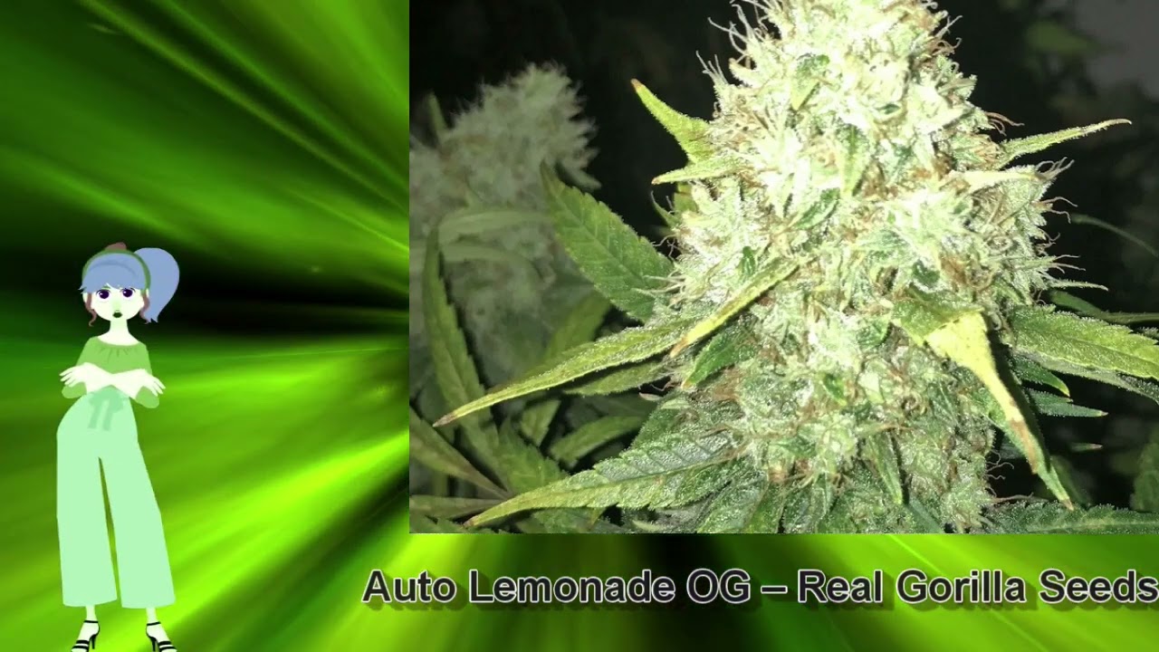 Auto Lemonade OG – Real Gorilla Seeds