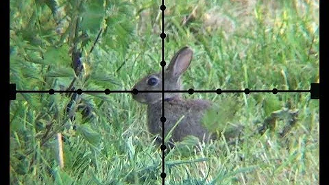 The Airgun Show – Squirrel and rabbit scope-cam hunting, PLUS the Walther LGU Varmint on test