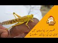 how to deal with Locusts-locusts attack-locusts attack in India--food.locusts and poultry.