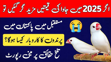 Java Finch Future In 2025 | Birds Business Future In Pakistan | Mini Zoo