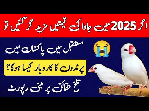 Java Finch Future In 2025 | Birds Business Future In Pakistan | Mini Zoo