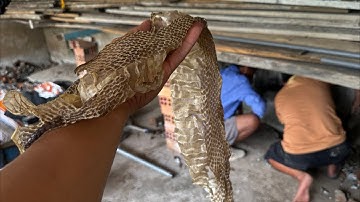 Kiên Giang Da Rắn Khủng Nằm Trong Chuồn Heo
