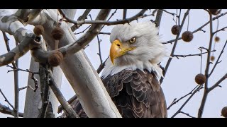 Little Pine Creek Watershed Adventures Video - Relax, Chill! Waterville, PA