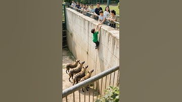SHOCKING HYENA PACK LEAPS FOR CHILD ON ZOO WALL! #hyena #wildlife #animal 🐾