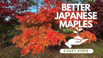 Better Japanese Maple gardening for autumn colour, in 5 easy steps