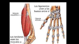 EL SISTEMA MUSCULAR