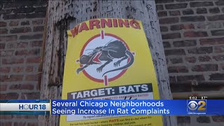 West Town Tops List For Rat Complaints In Chicago