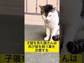 【オレオとマル】藤あや子さんの保護猫活動#shorts