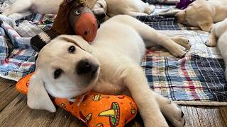 Livestream REPLAY - Labrador Puppies on their 7 Week Birthday! #cutepuppiesplaying #labrador #puppy