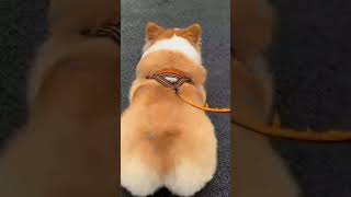 Funny Dog Videos I Bet This Video Will Make You Laugh Out Loud #shorts #dog #dogs  #funnyvideo