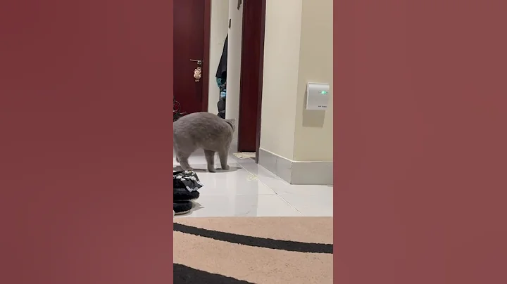 Video 11377191: kucing scottish fold, scottish fold cat