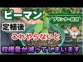 【ピーマン】定植後のこの作業で収穫量が劇的にUP! 【家庭菜園】