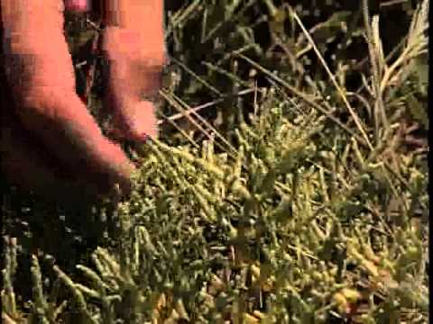 Video: Spicy And Sea Saltwort