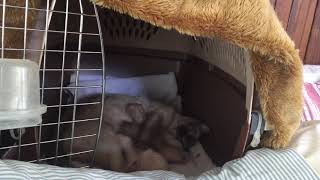 Elinga Tonkinese Cattery - newborns are nursing mommy first time 😻💕😘 by 🍀lt 🏖 85 views 6 years ago 1 minute, 8 seconds