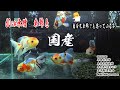 【金魚】国産金魚60cm水槽 コロナに負けるな日本の金魚生産者さん 応援してます❗️