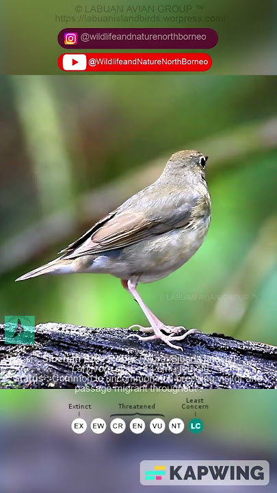 Siberian Blue Robin / Murai Siberia (Larvivora cyane)#nature #wildlife #bird #birds #birdwatching