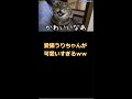 愛猫うりちゃんが可愛すぎる💛【おるたな切り抜き】 #Shorts