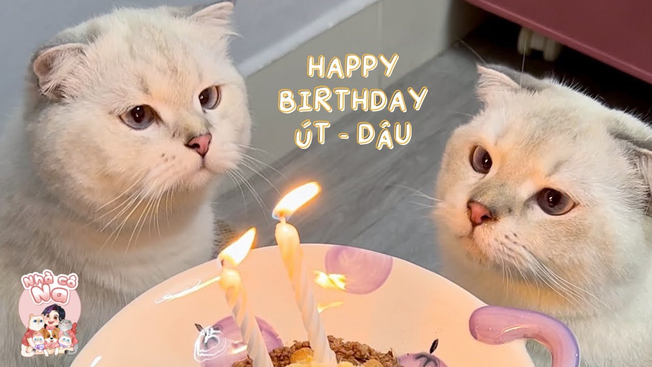 Happy Birtday Twin Boys | Chúc mừng sinh nhật Út Dâu - YouTube