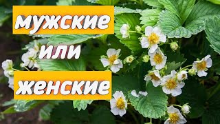 Как отличить мужские кусты клубники от женских? Belklubnika.by