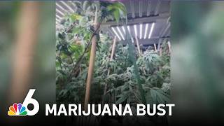 Homestead Police seize over 1,800 pounds of marijuana from illegal growing operation