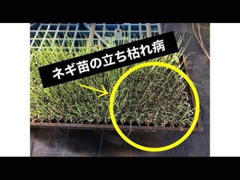 ネギ苗立ち枯れ チェーンポット苗 症状と対処法 123 Youtube