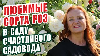 видео: РОЗЫ. ЛЮБИМЫЕ СОРТА РОЗ В САДУ СЧАСТЛИВОГО САДОВОДА. ОБЗОР СОРТОВ РОЗ. ЛУЧШИЕ СОРТА РОЗ. РОЗЫ В САДУ картинка: РОЗЫ. ЛЮБИМЫЕ СОРТА РОЗ В САДУ СЧАСТЛИВОГО САДОВОДА. ОБЗОР СОРТОВ РОЗ. ЛУЧШИЕ СОРТА РОЗ. РОЗЫ В САДУ
