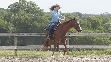 Samurai Jack - jog, lope, stops, turns! - ValleyViewRanch.net