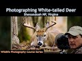 Shenandoah NP Deer Photography   Wild Photo Adventures