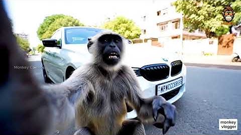 Ai se monkey vlog kaise banaye | How to google Gemini and veo 3 #minivlog #monkeyvlog #funnyvideos