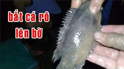 Đi bắt cá rô lên ruộng khi mưa lớn đầu mùa | catch fish on the field at rain| 在雨中钓鱼