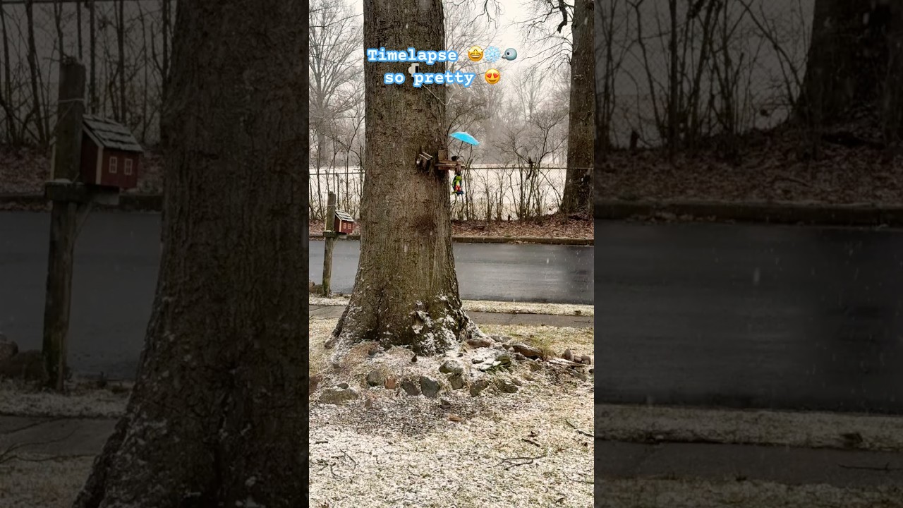#Timelapse of #birds #snowfall is #pretty #wonderland ￼#darkeyedjunco #squirrel #nj #usa #winter