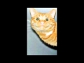 Thumbnail for Randombeatz & d25 - Cat With No Balls